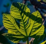 Leaf in the Morning Sun -  March 2021