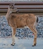 Deer at the Switchyard - July 2023