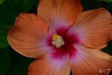 Orange Hibiscus