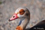 Egyptian Goose