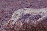 Zebra-tailed Lizard P8403