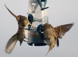 Sparrow Flutter