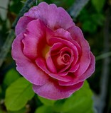 Roses at my Window - July 2019