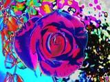 Rosey Rose