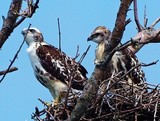 FERRUGINOUS HAWK