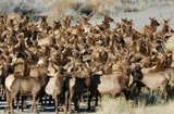 Elk on the move 12/27/23