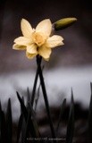 Daffodil P0329