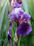 Iris After Rain