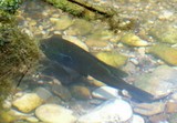 Longear Sunfish, WRL