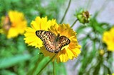 Variegated Fritillary