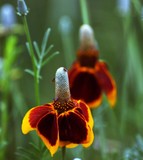 Mexican Hat Flower