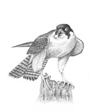 peregrine falcon