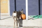 this is what happened to your pumpkin !