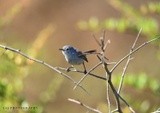 California Gnatcatcher 