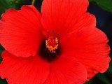 Flame Hibiscus