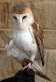 Barn Owl - HNWR