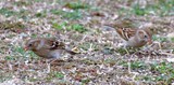 Field Sparrows 071