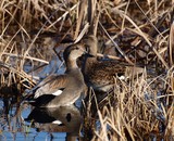 Gadwalls, JRL