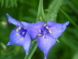 Spiderwort 171