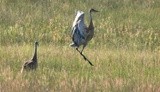 mating dance, Sand Hill Cranes 
