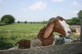 BLACKACRE FARM