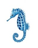 Sea Horse