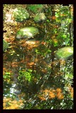 Reflections in a Rainforest creek