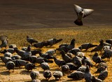 Pigeons at Jama Masjid, Old Delhi