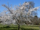 CHERRY TREE IN FULL BLOOM