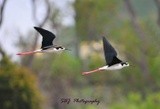 Black necked Stilts