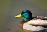 Mallard