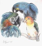 Parrots In Color