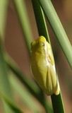 Clinging Tree Frog