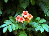 neighbors' trumpet vine