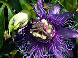 Passion Flower 29