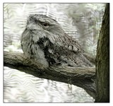 Tawny Frogmouth