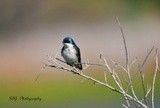 Tree Swallow