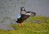 Blue winged Teal 