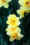 Daffodils P4058