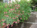 Wall of Fuchsias