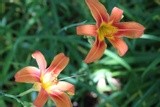 Orange Lillies