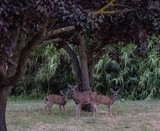 Family of Three - July 2019