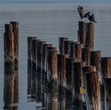 Old Pier with Blue Heron & Cormorant. - December 2022