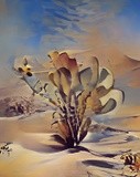 Desert Flower in Winter