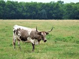 Longhorn of Another Color