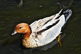 The Australian Wood Duck