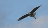 Breakfast with an Eagle