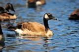 CANADIAN GOOSE