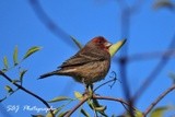 House Finch