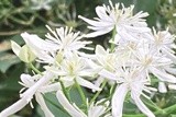 White Stars for the Garden